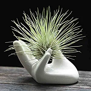 Dahey Small Air Plant Pot Ceramic Tillandsia Holder, Hand