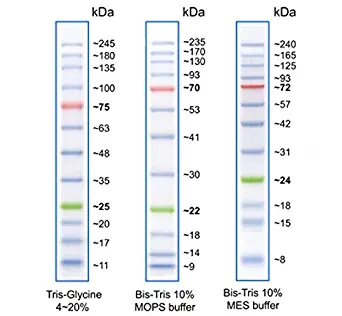 BLUeye Prestained Protein ladder (500ul)