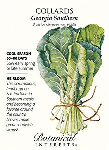 Georgia Southern Collards Seeds - (3 Grams) Per Pack - Non GMO, Fresh Seeds